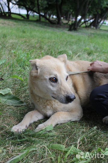 Собака в добрые руки