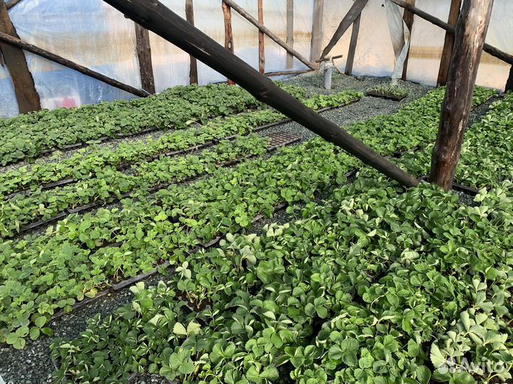 Рассада клубники