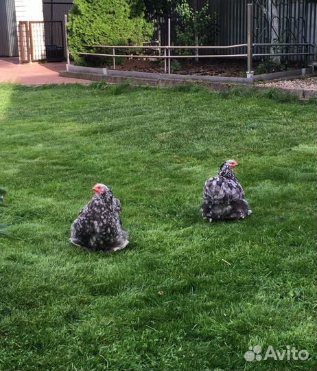 Карликовые кохинхины