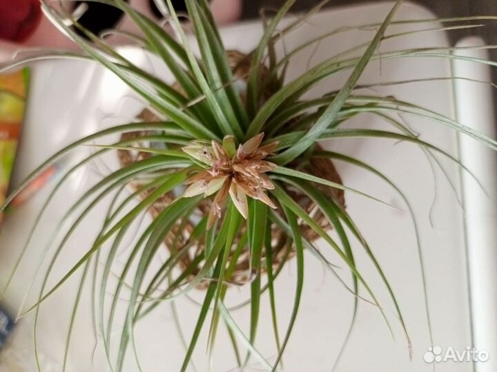 Теландсия атмосферный цветок