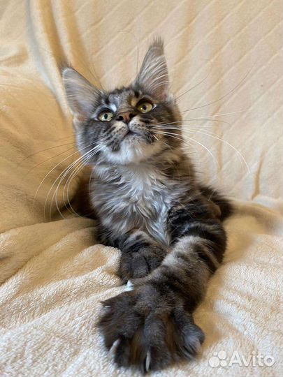 Котята мейн-кун продажа