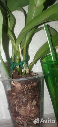 Орхидеи, дендробиумы, Неофинетии, каттлеи