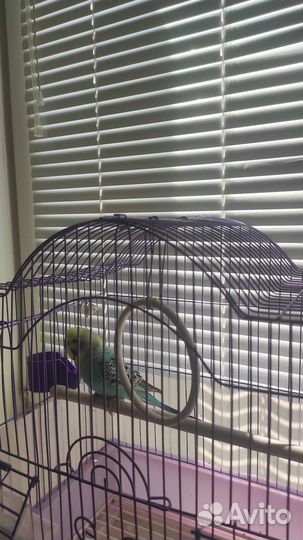 Волнистый попугай (самка) с клеткой
