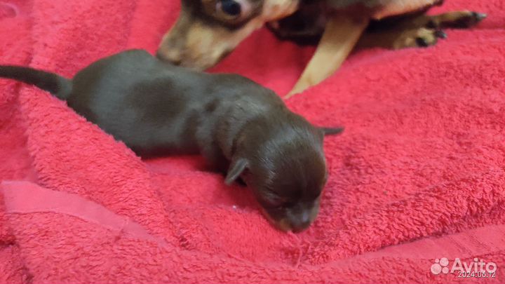 Той-терьер мальчик