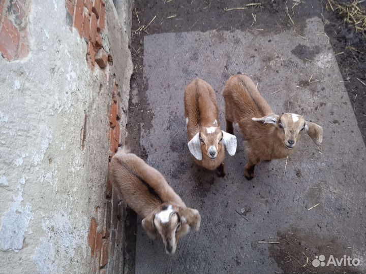Козлята нубийские
