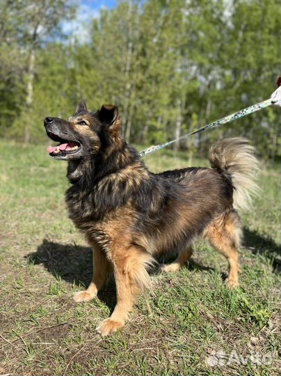 Собака Дэн из приюта. Можно в квартиру