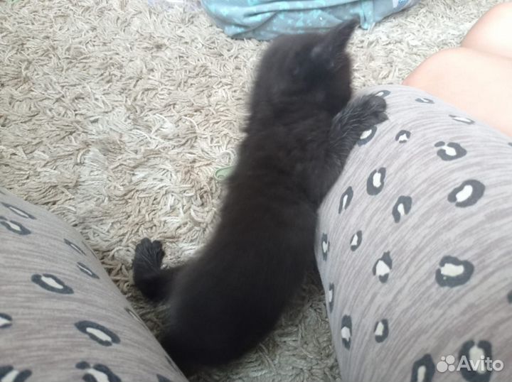 Котик-разбойник)