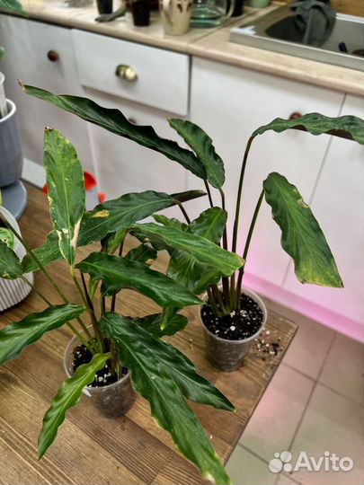 Калатея элгер грасс