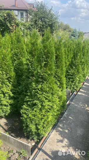 Туя смарагд, Хвойные растения, можжевельник ель