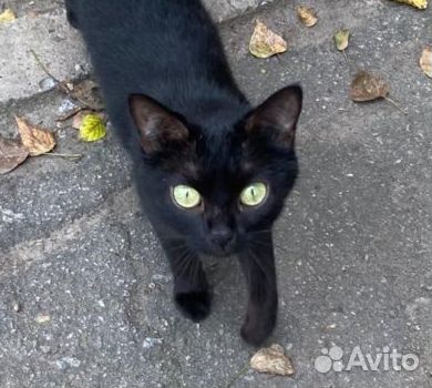 Ищем дом молодой кошечке