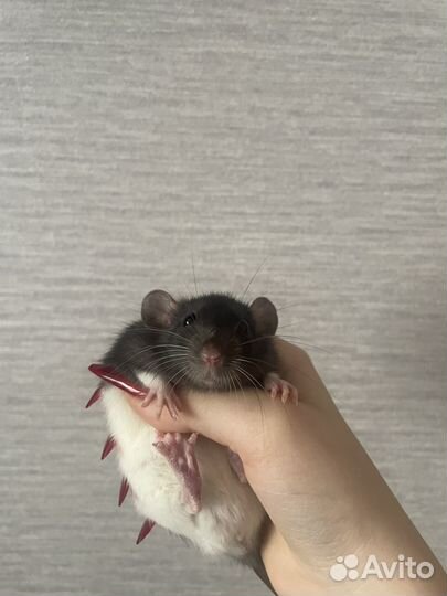 Крыса дамбо