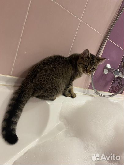 Кошка в добрые руки