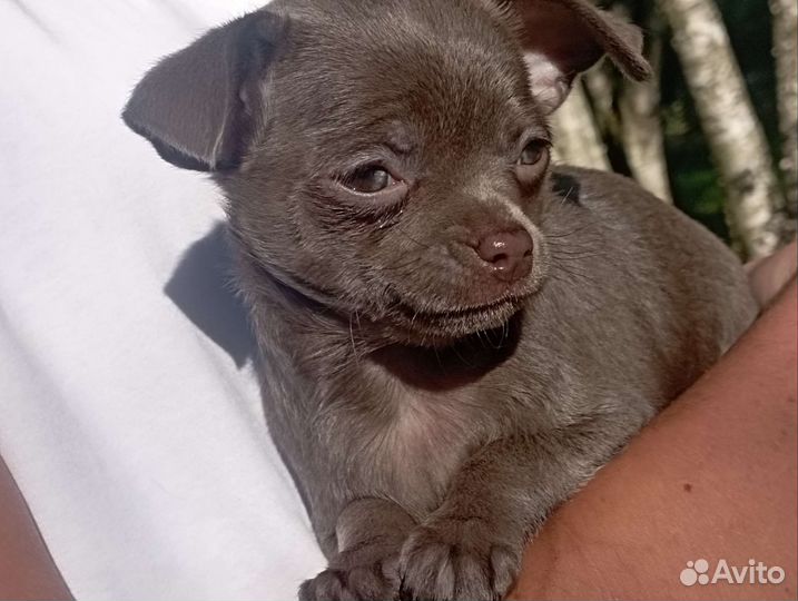 Чихуахуа лиловый мальчик