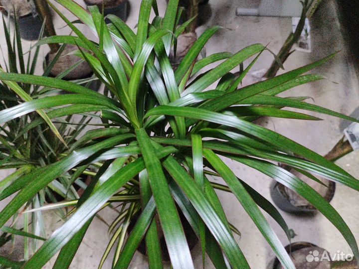 Пальма драцена