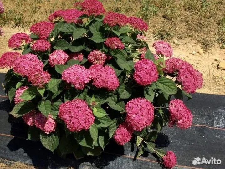 Гортензия древовидная Руби Анабель цветущая