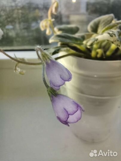 Фиалка мини