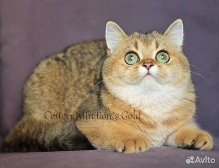 Кошечки в качестве домашних любимцев