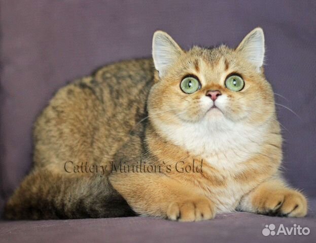 Кошечки в качестве домашних любимцев