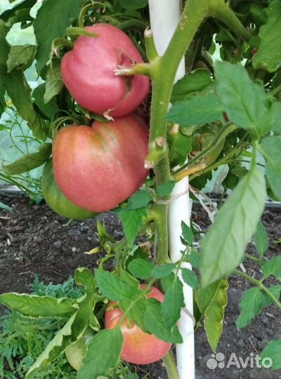 Продам помидоры