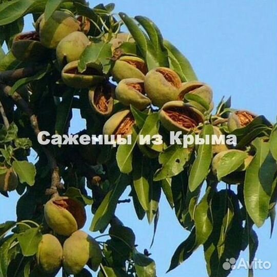 Саженцы Миндаля Форос