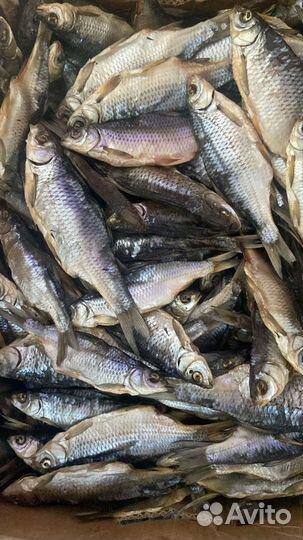 Астраханская Вобла