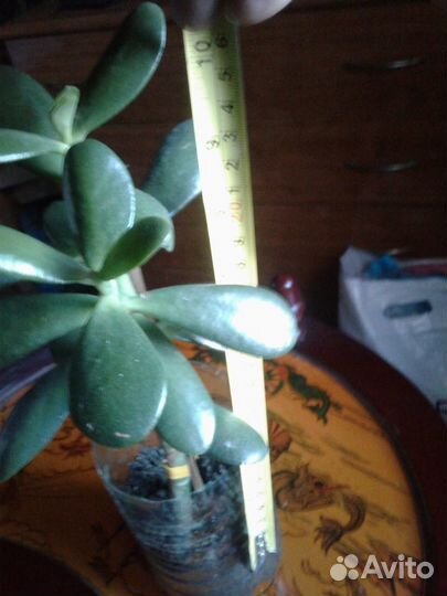 Денежное дерево (толстянка)