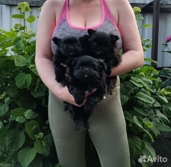 Чихуахуа. Привиты. Доставка