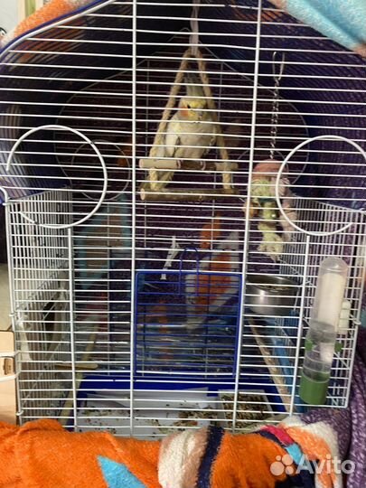 Попугай корелла с клеткой