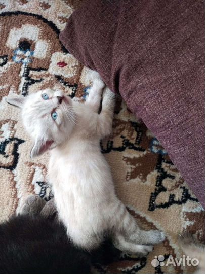 Кошка