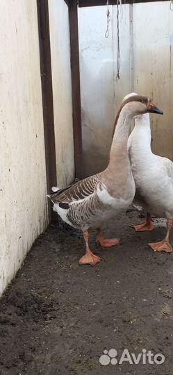 Гусь с гусыней