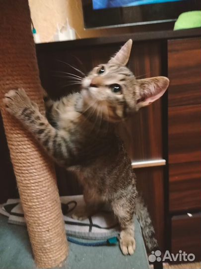 Котенок мальчик в добрые руки