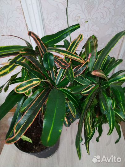 Комнатные растения