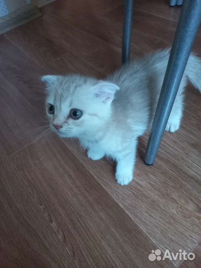 Котёнок девочка породистая