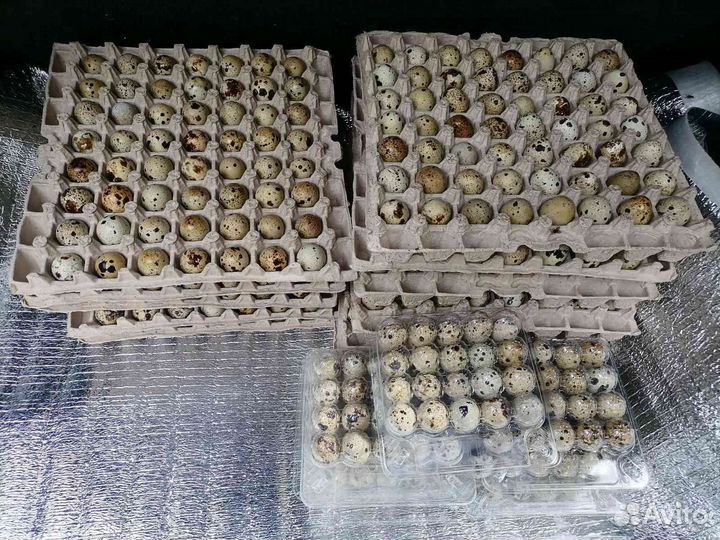 Яйца перепелиные домашние