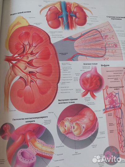 Атлас анатомии человека