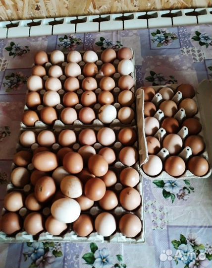 Куринные яица
