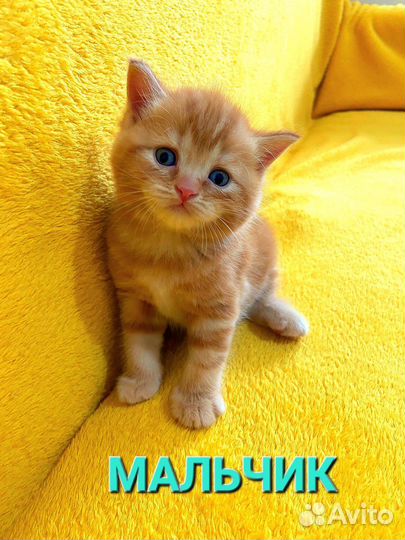 Шотландские вислоухие котята