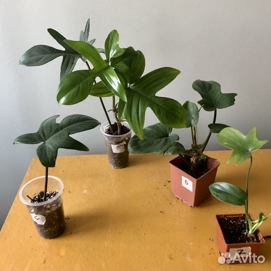 Комнатные цветы отростки