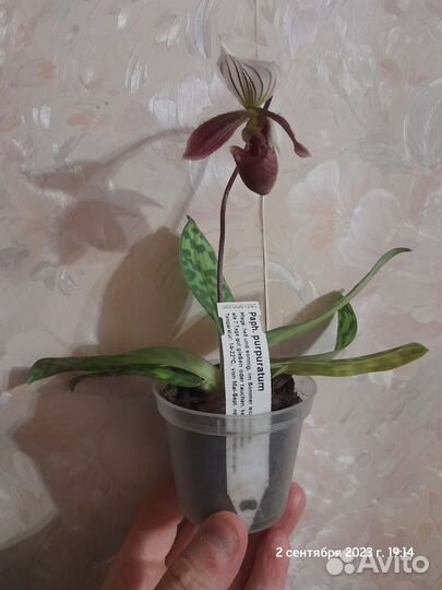 Орхидея