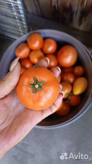 Помидоры