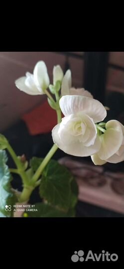 Бегония элатиор