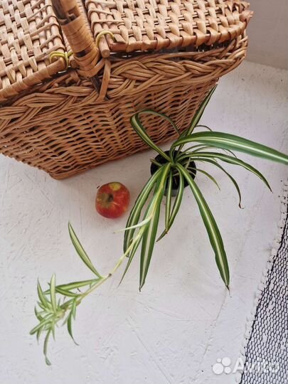 Комнатные растения цветы