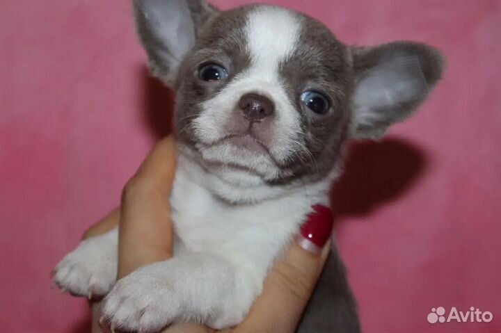 Щенок Чихухуа Девочка стандарт