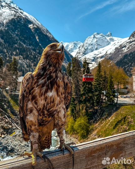 Поездки в Горы,Трансфер по Северному Кавказу