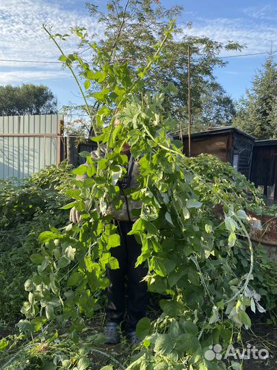 Куст ежевики