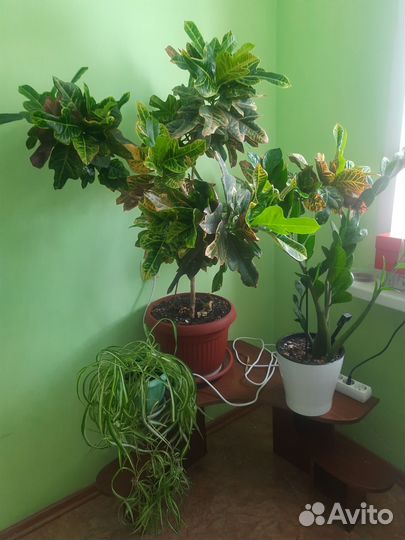 Кодиеум кротон