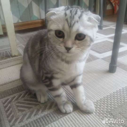 Шотландский вислоухий кот