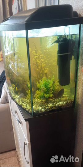 Аквариум