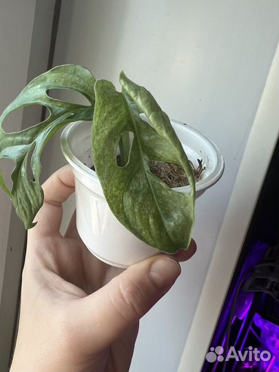 Монстера адансона минт