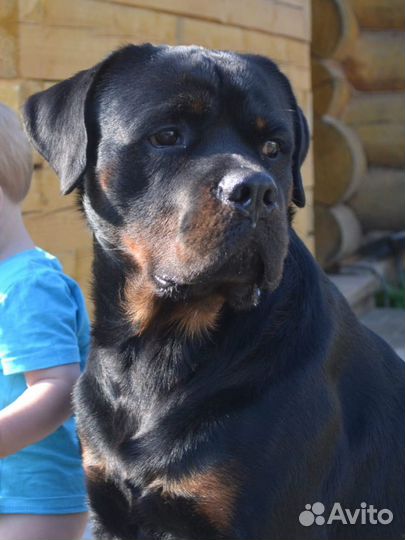 Ротвейлер для вязки